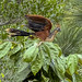 Hoatzin “Stinky Turkey” (Opisthocomus hoazin) @  Lake Pilchicocha, Amazonian Ecuador-3857