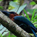 Broad-billed Motmot, Electron platyrhynchum, in the process of devouring Trachyderes succinctus, one of the Longhorn Beetles.