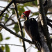 lineated woodpecker 1