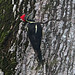 lineated woodpecker 3