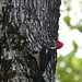 lineated woodpecker 2