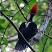 Crimson-crested Woodpecker, Campephilus melanoleucos