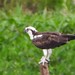 Águia-pescadora  - Osprey