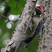 lineated woodpecker 3