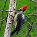 lineated woodpecker 1