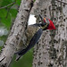 lineated woodpecker 2