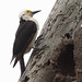 White Woodpecker 16A3905.jpg