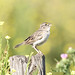 🐦 Cachilo Ceja Amarilla / Grassland Sparrow / Ammodramus humeralis