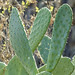 Opuntia ficus-indica - Zona Recreativa Barranco de Ruiz_2023-10-28_32_DxO