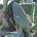 Opuntia ficus-indica - Zona Recreativa Barranco de Ruiz_2023-10-28_33_01