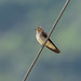 Stelgidopteryx ruficollis (Southern Rough-winged Swallow) - Hirudinidae - Abraao, Ilha Grande, Brazil