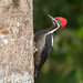 Lineated Woodpecker - Male 504_8622.jpg