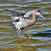 Reddish Egret Attack!!