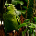 39388 Mealy Parrot Amazona farinosa