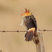 Guira Cuckoo (Guira guira) - AR