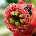 Sweetly Small. Schwartz's Stingless Bee, Tetragonula pagdeni, on Opuntia ficus indica, Prickly Pear, Ayutthaya, Thailand