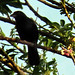 White-lined Tanager, Tachyphonus rufus