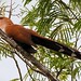 Alma-de-gato - Squirrel Cuckoo