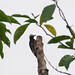 10578 Pic à chevron d'or / Melanerpes cruentatus / Yellow-tufted Woodpecker