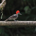 Lineated Woodpecker (female) Ecuador