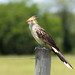 Guira guira (Guira Cuckoo) - Cuculidae - Pousada Aguape, Campo Grande, Mato Grosso do Sul, Brazil-Edit