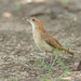 Furnarius rufus (Rufous Hornero) - Furnariidae - Pousada Aguape, Pantanal, Mato Grosso do Sul, Brazil-2-Edit