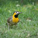 Colaptes campestris (Campo Flicker) - Picidae - Pousada Aguape, Pantanal, Mato Grosso do Sul, Brazil-Edit-3
