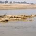 Chambal River Habitat_9422
