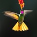Brazilian Ruby-el colibrí colirrojo o colibrí grande de cuello rosado (Clytolaema rubricauda)