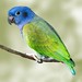 Blue-headed Parrot (Pionus menstruus) on Limb
