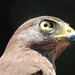 Gavião-carijó - Roadside Hawk