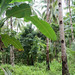 Coconut-based agroforestry system