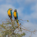 Ara ararauna (Blue-and-Yellow Macaw) - Psittacidae - Pousada Aguape, Campo Grande, Pantanal, Mato Grosso do Sul, Brazil-3-Edit