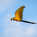 Ara ararauna (Blue-and-Yellow Macaw) - Psittacidae - Pousada Aguape, Campo Grande, Pantanal, Mato Grosso do Sul, Brazil-Edit