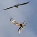 Kite vs. Hawk