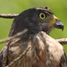 Gavião-carijó - Roadside Hawk