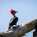 Dryocopus lineatus (Lineated Woodpecker) female - Picidae - Pousada Aguape, Campo Grande, Pantanal, Mato Grosso do Sul, Brazil-Edit