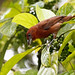 Hepatic tanager #3