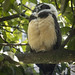 Spectacled Owl, juvenile