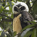 Spectacled Owl, juvenile