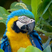 Ara araraurna (Blue-and-Yellow Macaw) - Psittacidae - Pousada Aguape, Campo Grande, Pantanal, Mato Grosso do Sul, Brazil-Edit