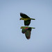 Amazona amazonica (Orange-winged Parrot) - Psittacidae - Pousada Aguape, Campo Grande, Pantanal, Mato Grosso do Sul, Brazil-Edit
