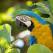 Ara ararauna (Blue-and-Yellow Macaw) - Psittacidae - Pousada Aguape, Campo Grande, Pantanal, Mato Grosso do Sul, Brazil-4-Edit