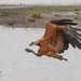 Gavilán de Ciénaga (Gavilán Pescador) - Black-collared Hawk - (Busarellus nigricollis)