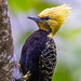 Blond-crested Woodpecker- Celeus flavescens-Pica-pau-de-cabeza-amarela