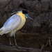 Capped Heron (Pilherodius pileatus) Pantanal, Brazil 2013