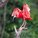 Scarlet Ibis - IMG_4822 - Edited