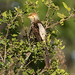 Guira guira (Guira Cuckoo) - Cuculidae - Pousada Aguape, Campo Grande, Pantanal, Mato Grosso do Sul, Brazil