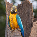 Blue-and-yellow macaw (Ara ararauna) P4A6265