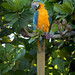 Ara ararauna (Blue-and-yellow Macaw) - Psittacidae - Pousada Aguape, Campo Grande, Pantanal, Mato Grosso do Sul, Brazil